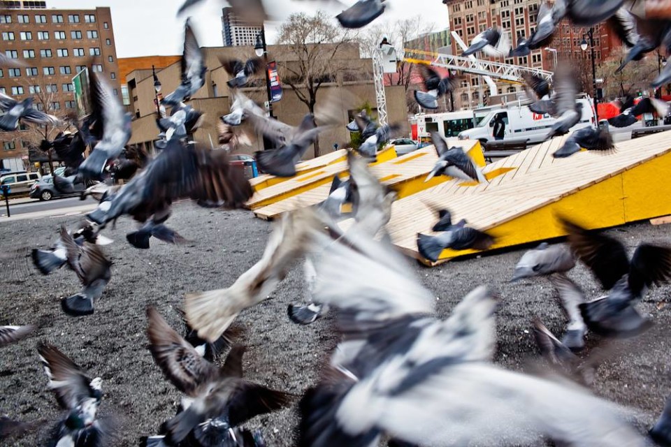 RIDM2013-emilygan-pigeons